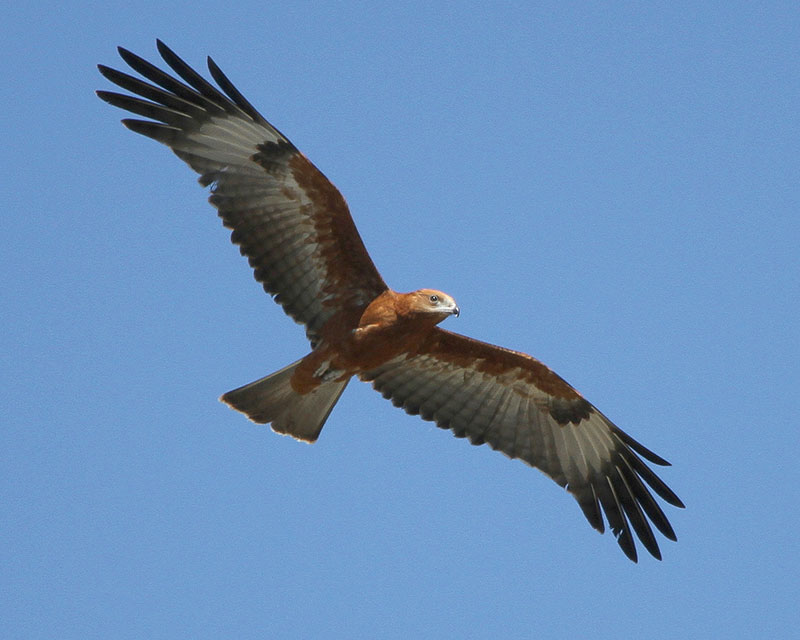 Square-tailed-Kite,