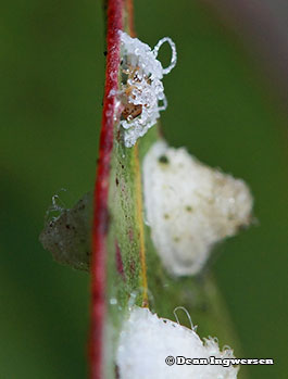 Lerp-and-psyllid-IMG_4403x265