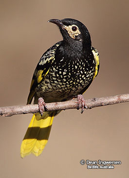 Regent-Honeyeater-2012_09_09_IMG_9461-(Dean-Ingwersen)x265