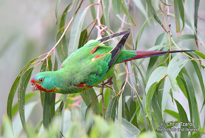 Swift-Parrot-8806-(Chris-Tzaros)-lr