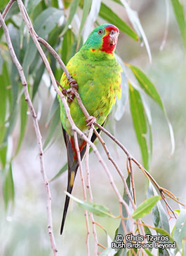 Swift-Parrot-(Chris-Tzaros)x265