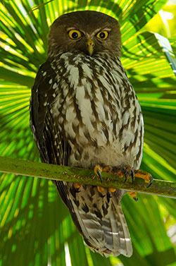 barking-owl-20013