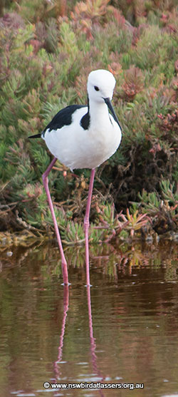 black-winged-stilt-33594