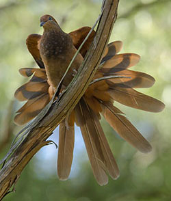 brown-cuckoo-dove_20789