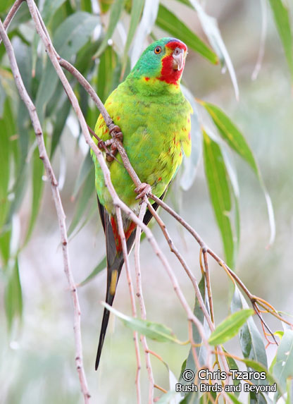 Swift Parrots & Regent Honeyeaters – NSW Bird Atlassers